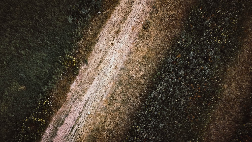 aerial photograph of dirt road between trees