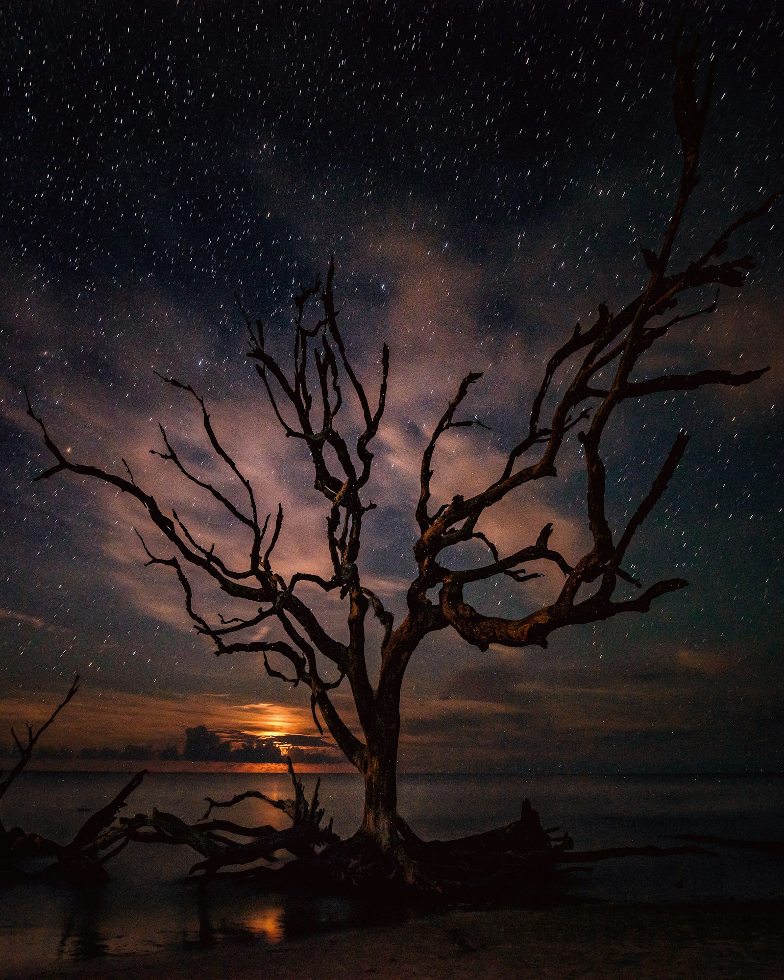 Tamron SP 15-30mm F2.8 Di VC USD sample photo. Black bare tree illustration photography