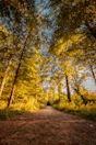View of the forest trail just steps from the vacation home, inviting for a morning hike.