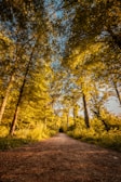 A peaceful nature trail winding through tall trees with golden sunlight.