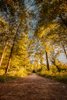 A peaceful walking trail lined with emerald green trees under a soft golden sunrise.