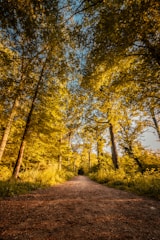 Sunny trail through a lush forest near the countryside.