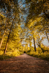 A winding forest trail bathed in golden morning light, inviting a peaceful hike.