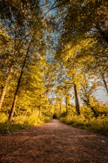 A winding forest trail bathed in golden afternoon light, inviting quiet contemplation.