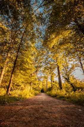 A serene forest trail bathed in golden sunlight, inviting you to explore the outdoors.