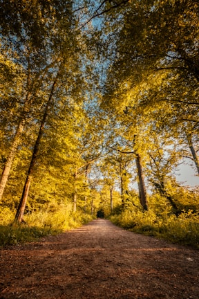 A peaceful nature trail winding through tall trees with golden sunlight.