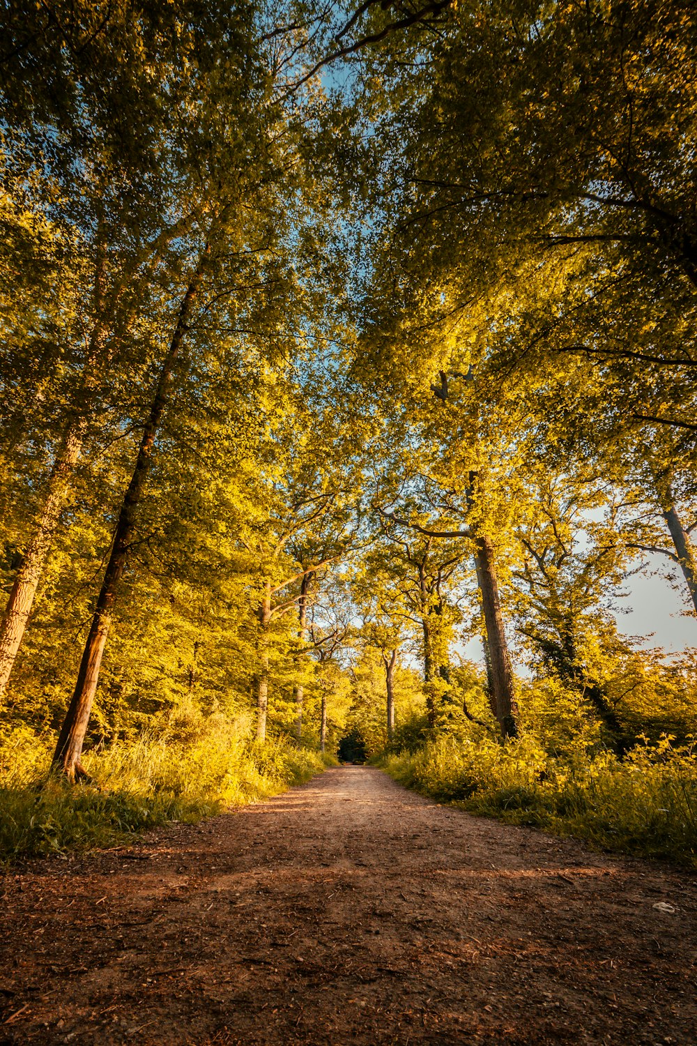 Sentier entre les arbres pendant la journée