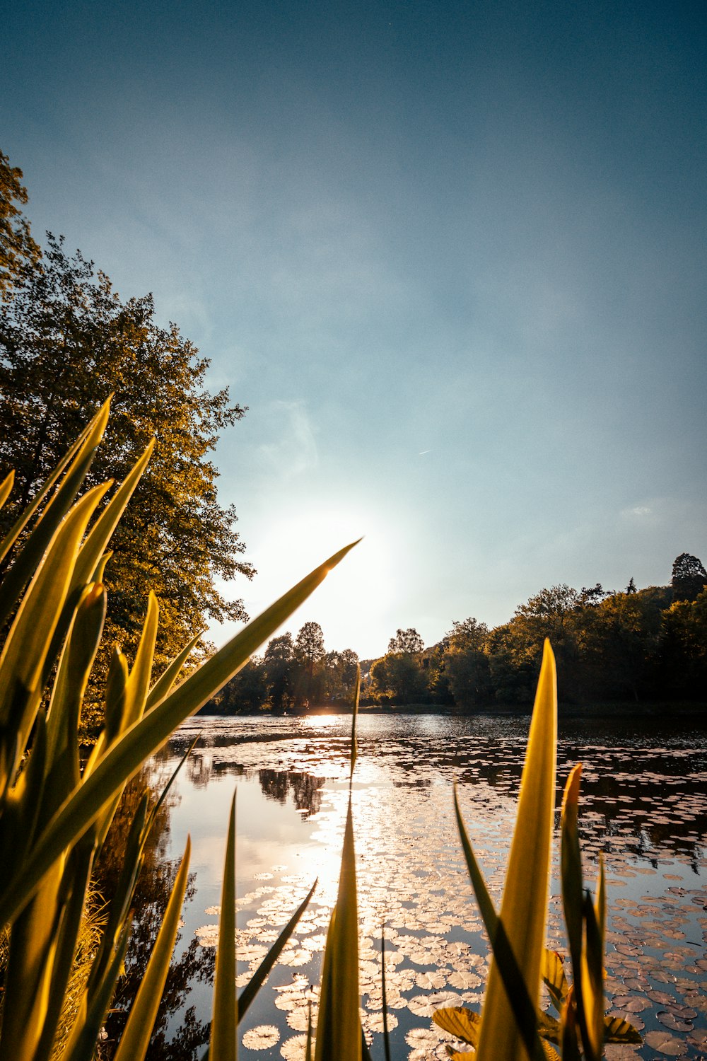 swamp with green trees