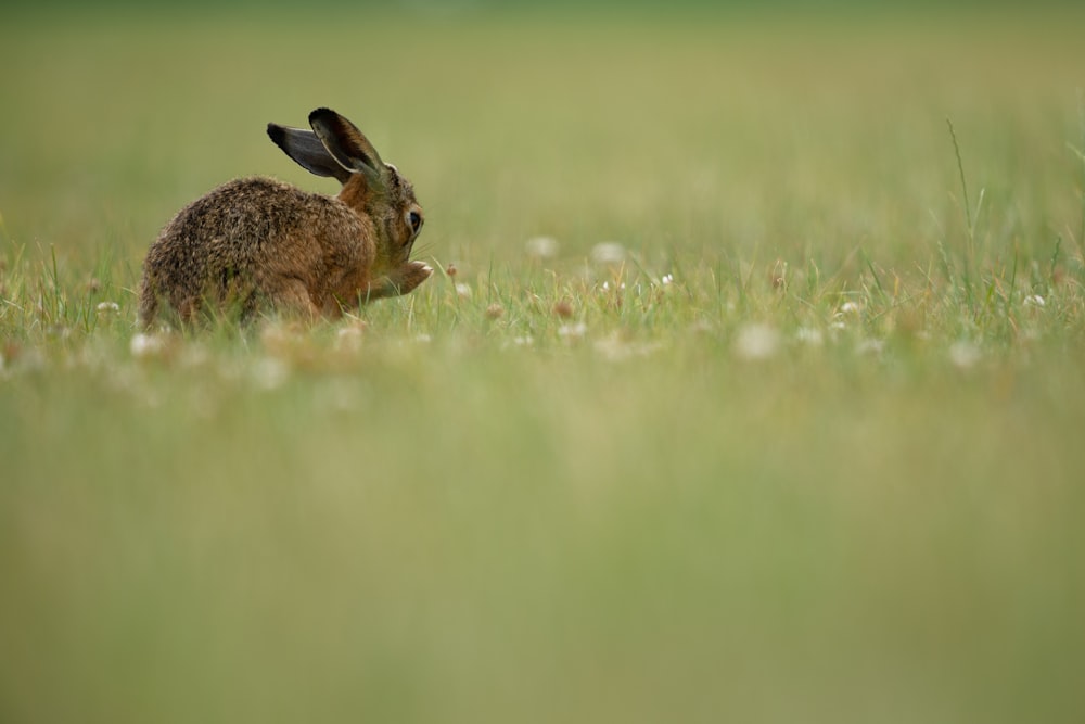coniglio marrone sul campo di erba verde