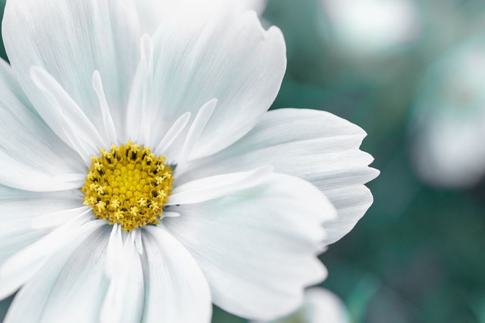 Fotografía de primer plano de flor de pétalos blancos