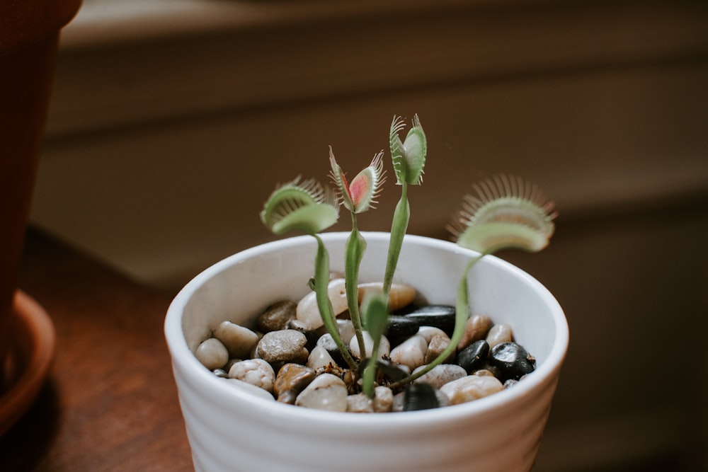 green leafed plants