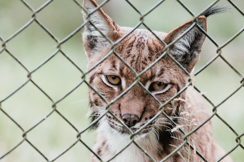 brown wild cat behind cyclone fence