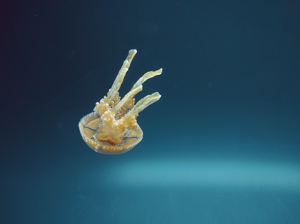 close up photography of yellow jellyfish