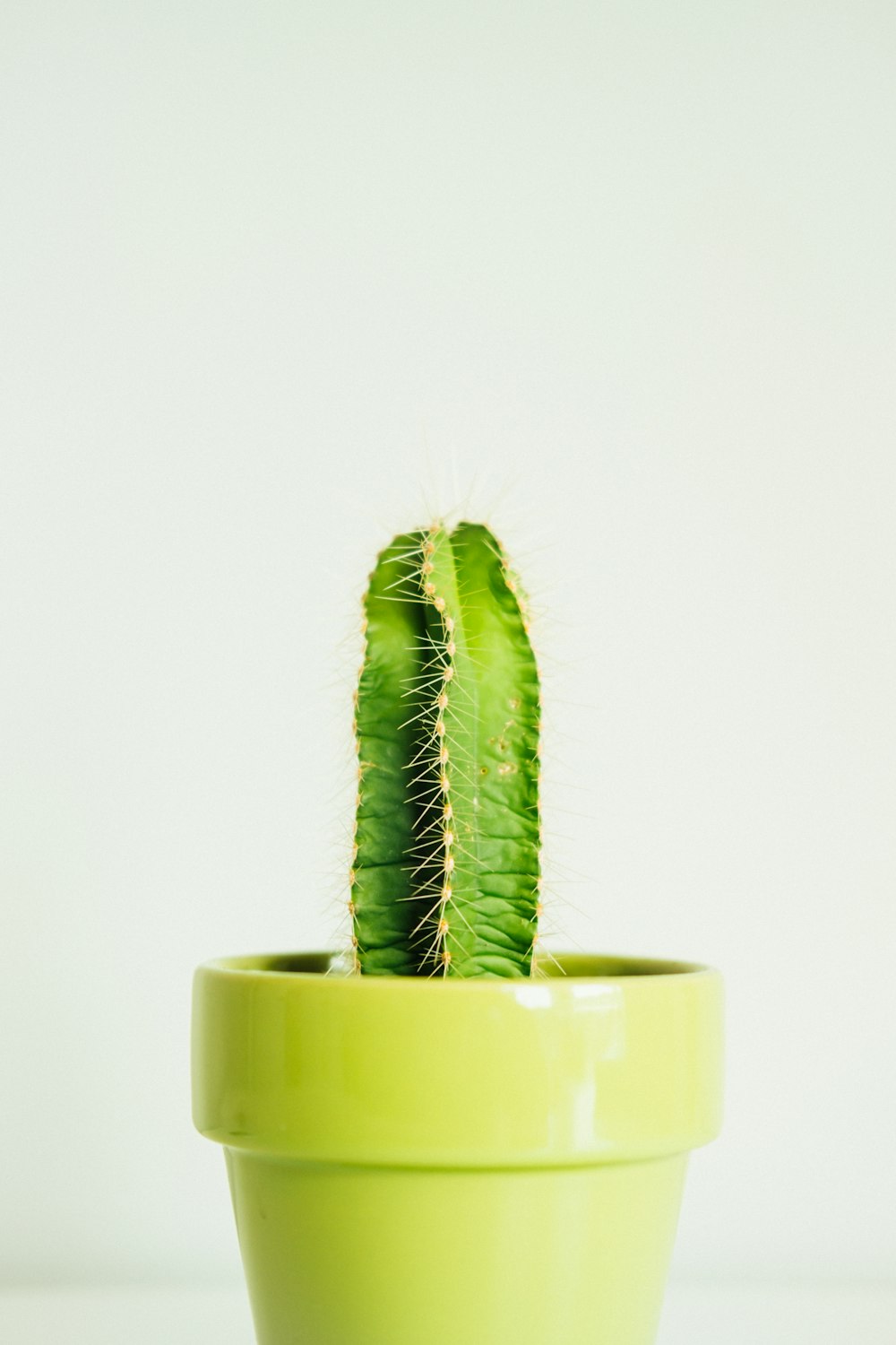 Plantas de cactus verdes