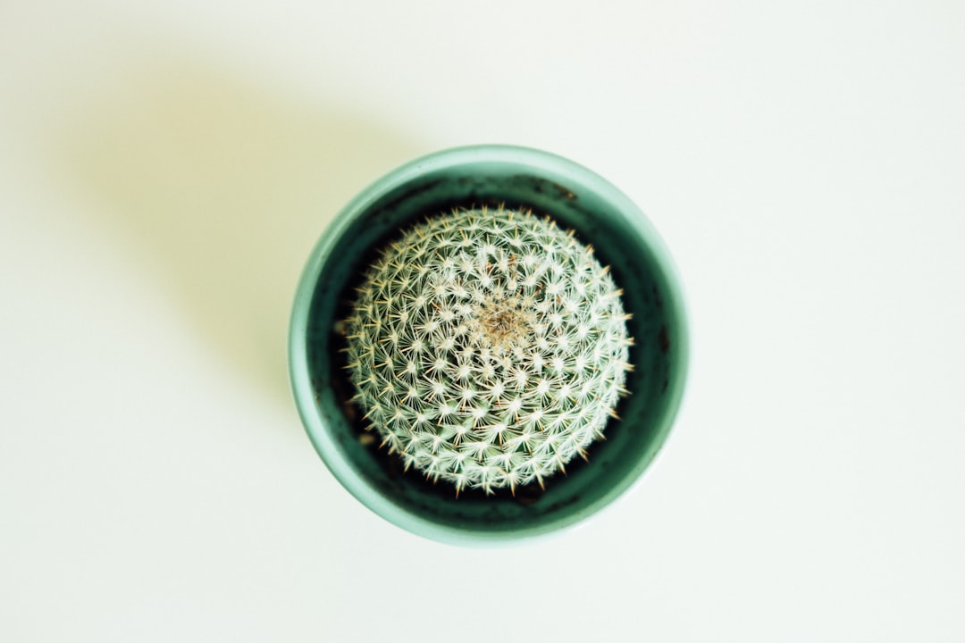 green cactus in green pot