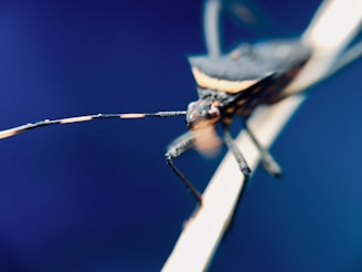 A close-up of an insect with a focus on its antenna and head, set against a blurred blue background. The insect has a long, thin antenna with alternating light and dark segments.