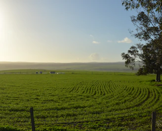 A thriving farm with green crops under bright sunlight illustrating agricultural development.