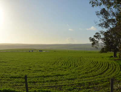 A thriving farm with green crops under bright sunlight illustrating agricultural development.