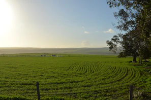 Smiling farmers inspecting healthy crops in a sunlit field