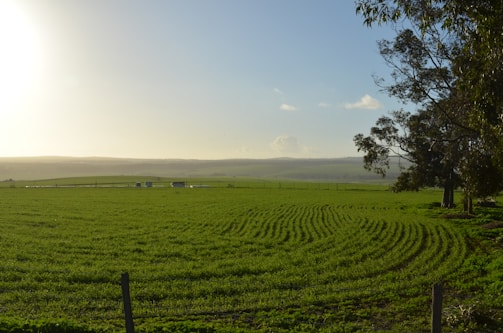 A vast green field with rows of healthy crops under a clear sky.
