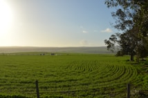 A vast green field with rows of planted crops, under a clear blue sky with a bright sun casting a warm glow over the landscape. There are some distant hills visible in the background, and a few trees are situated on the right side of the image.