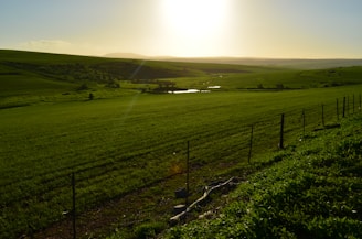 A vast, sunlit landscape featuring rolling green hills with a bright sun low in the sky. A fence runs through the foreground, angled away from the viewer. The scene includes pools of water reflecting the sunlight and stretches of dark green foliage casting shadows across the land.