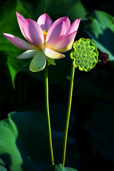 A vibrant lotus flower with pink petals and a central yellow core stands next to a green lotus seed pod against a backdrop of large green leaves.
