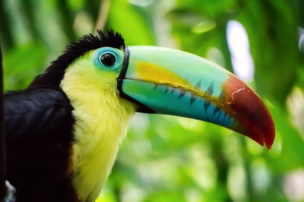 selective focus photo of yellow and black toucan