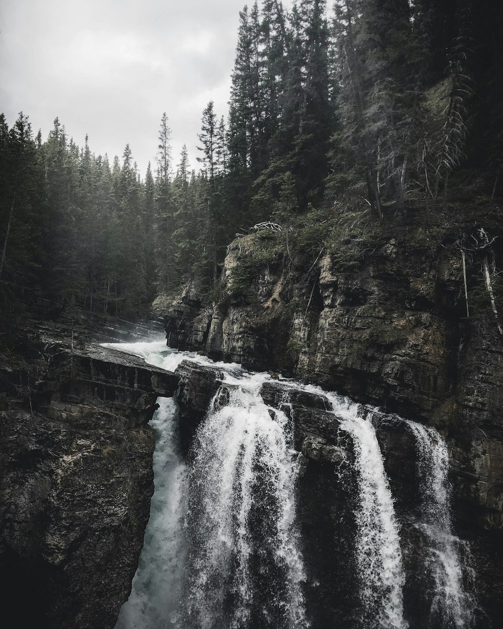 waterfalls surrounded of trees