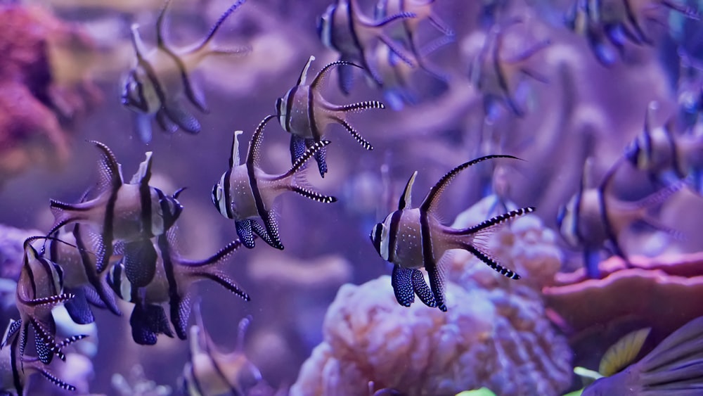 shallow focus photography of grey fishes
