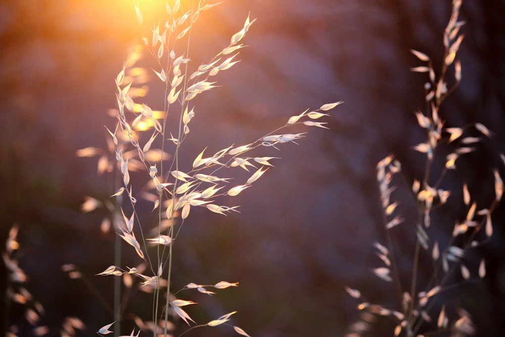 shallow focus photography of wheat plants