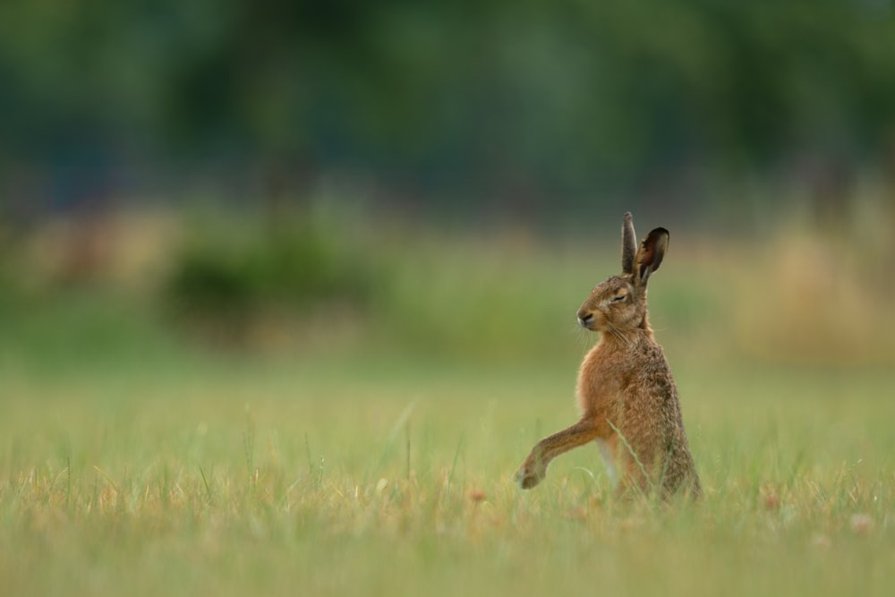 brown hare on green grass