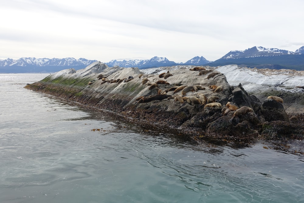 landscape photography of boulder surrounded by body of water