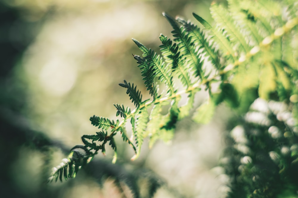 green leafed plant