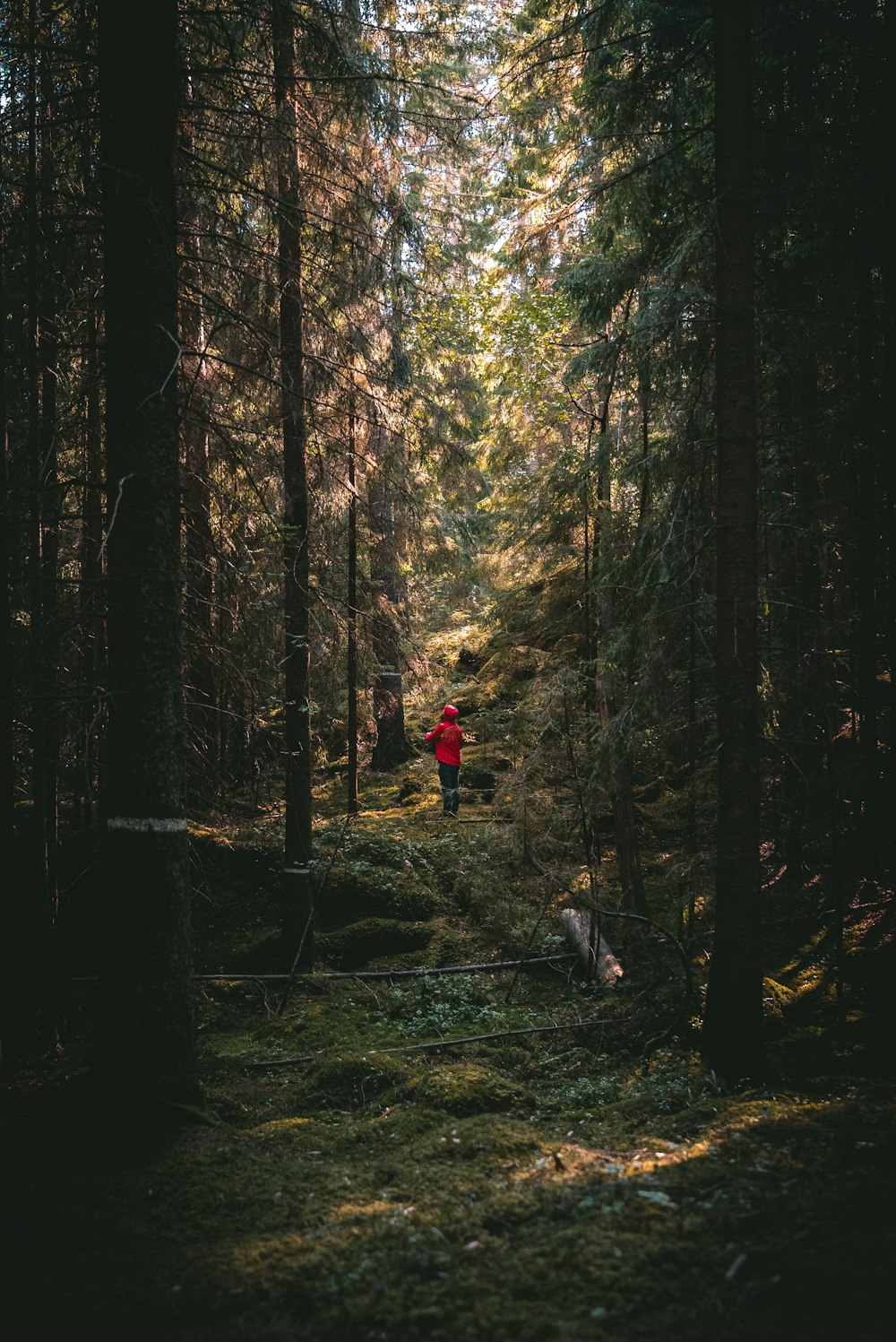 person standing in forest