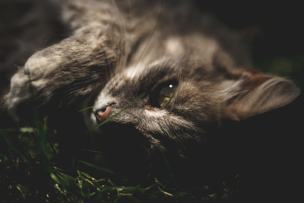 gray cat lying on grass