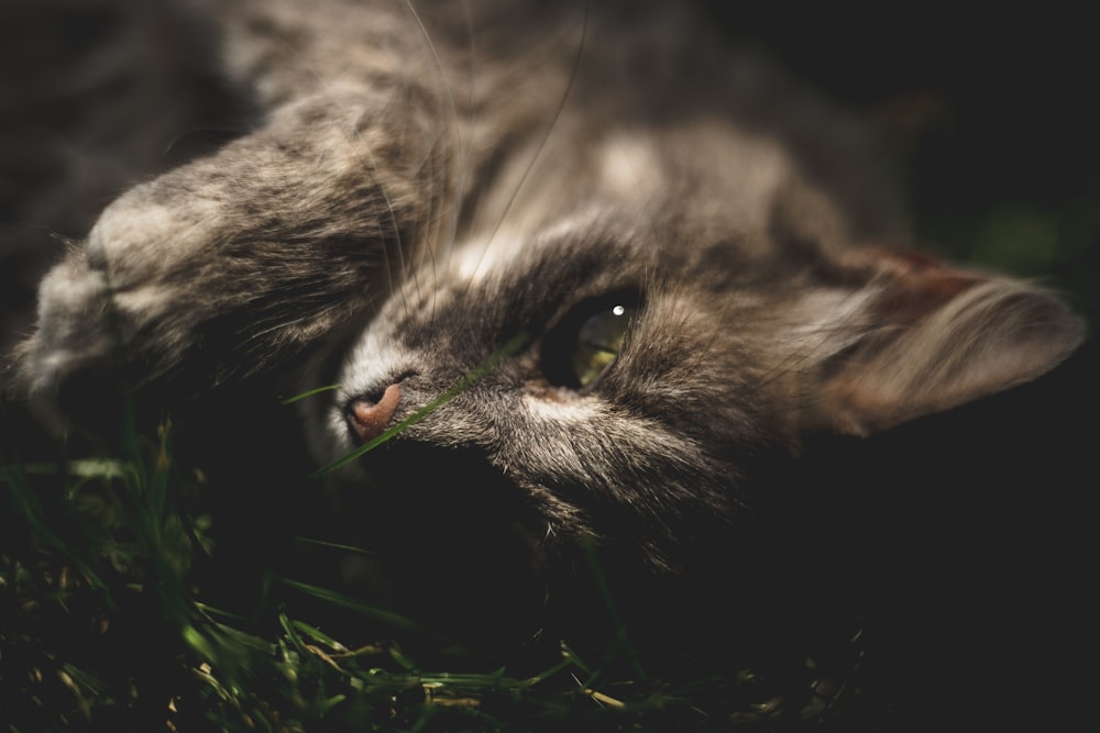 chat gris couché sur l’herbe