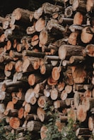 pile of wood log lot
