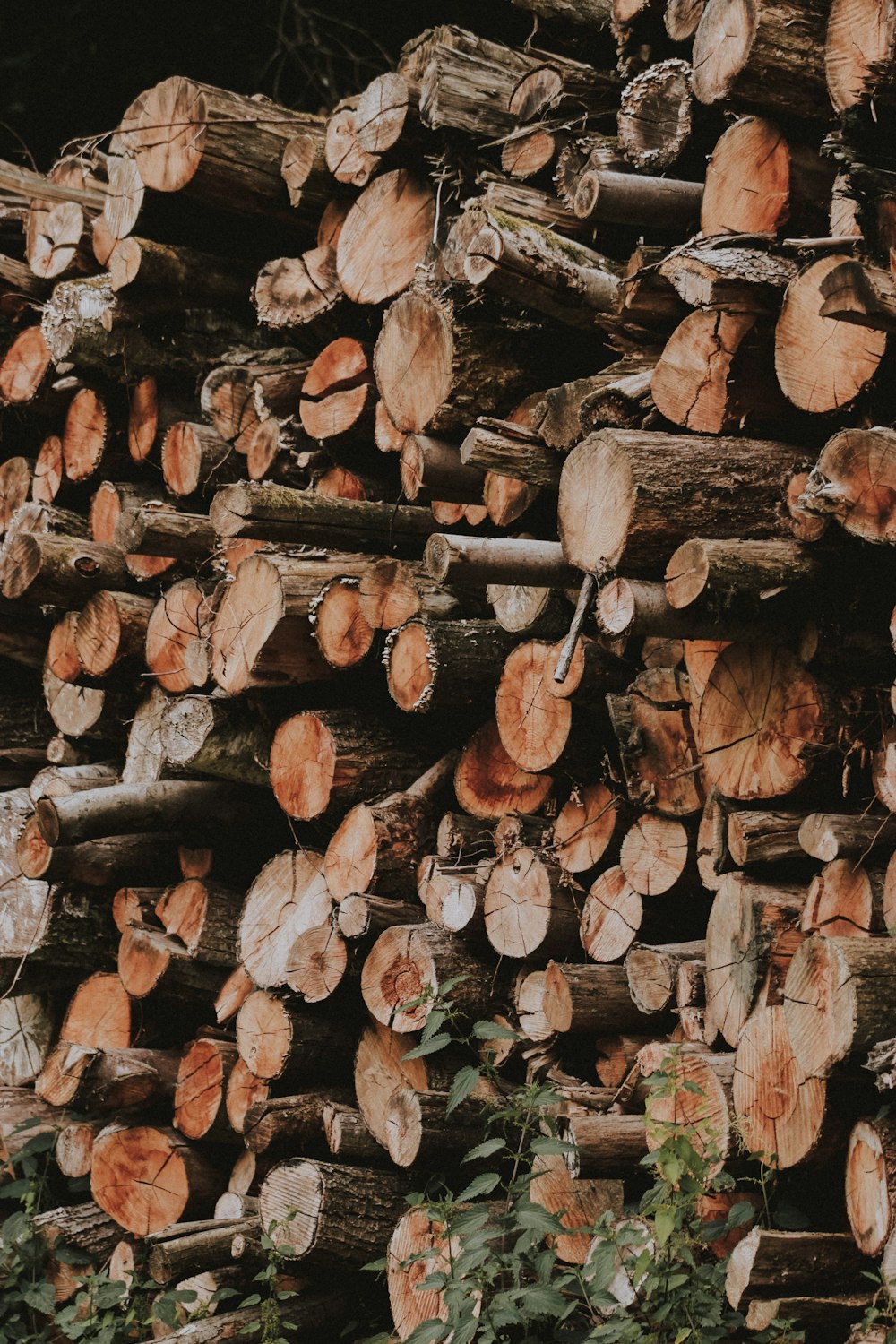 pile of wood log lot