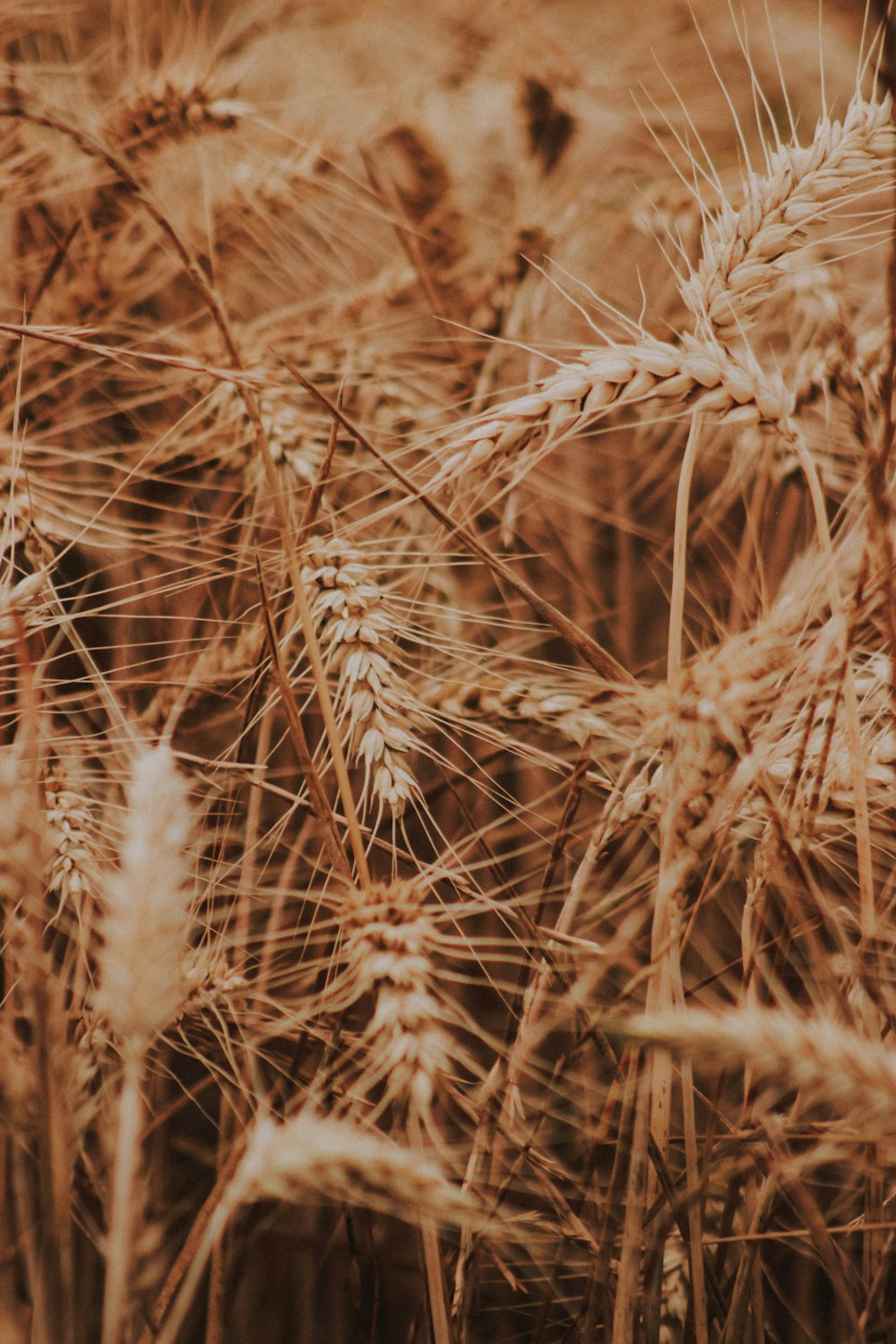 selective focus of rice grains