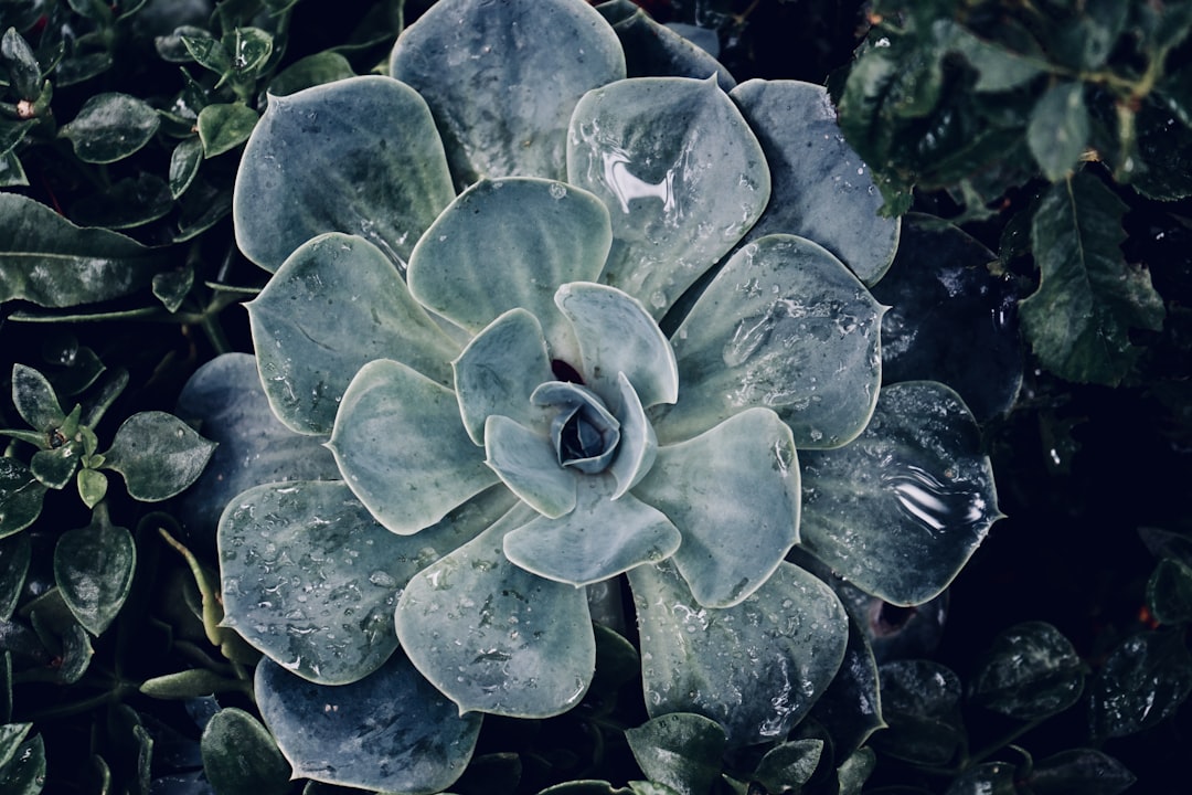 succulent plant