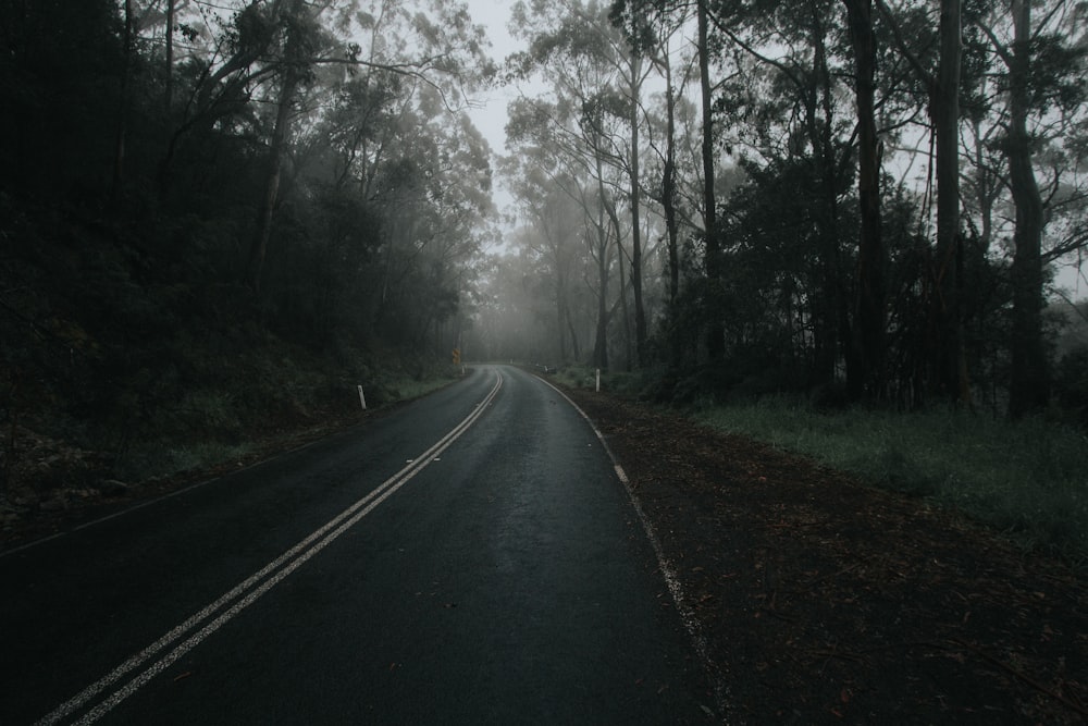 asphalt road between trees