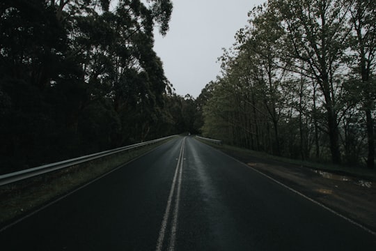 concrete road towards trees in Great Ocean Road Australia