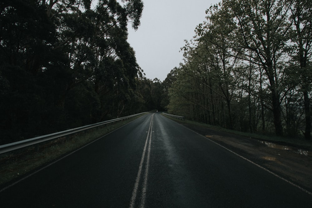 concrete road towards trees