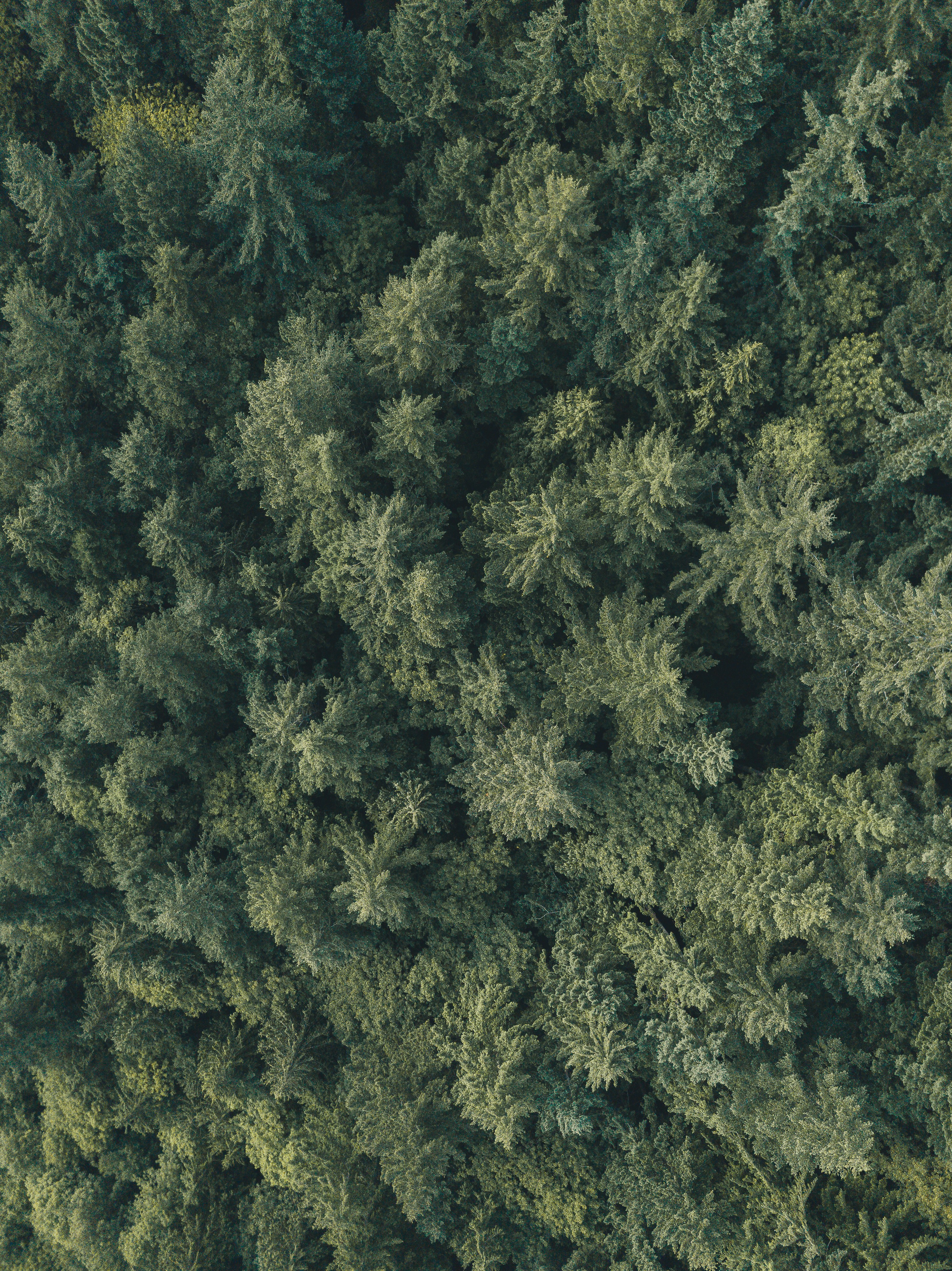 aerial photography of green trees
