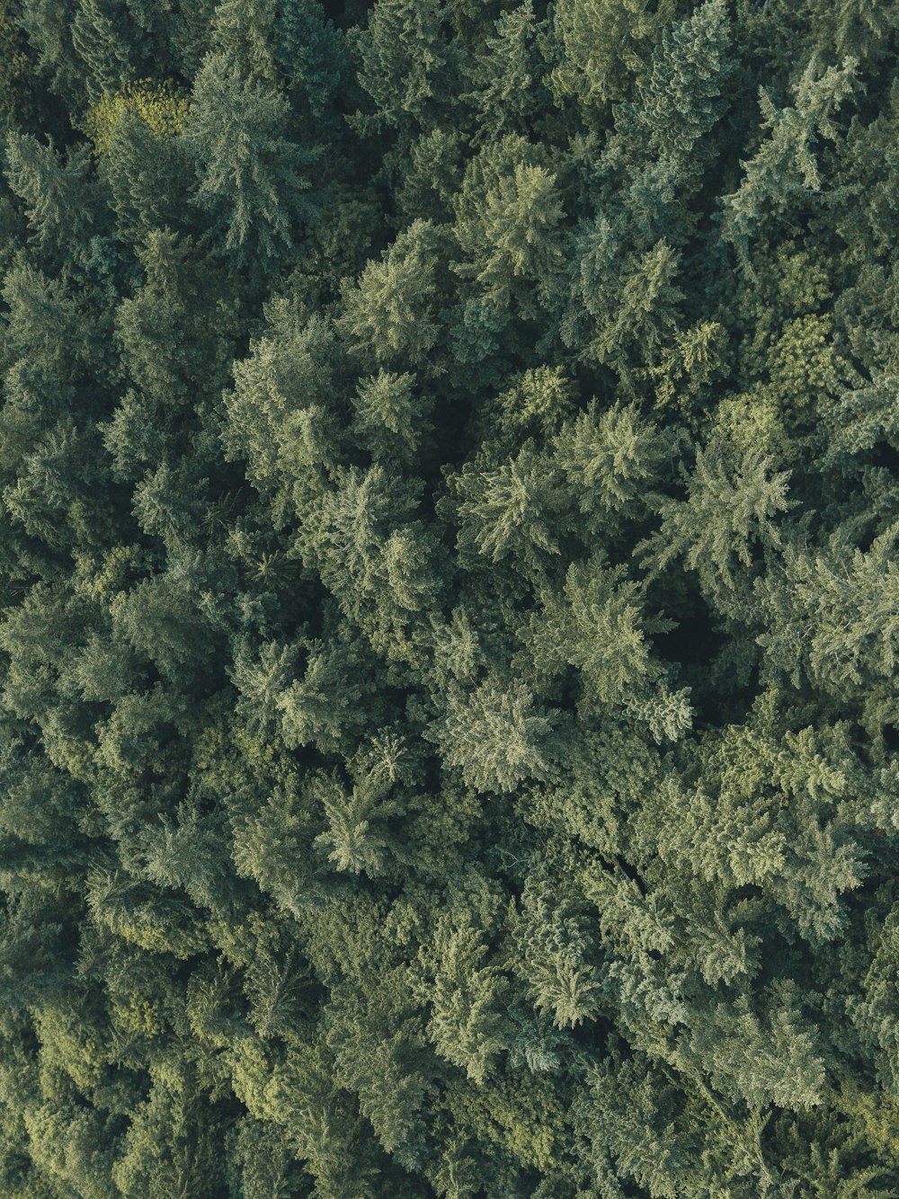 aerial photography of green trees