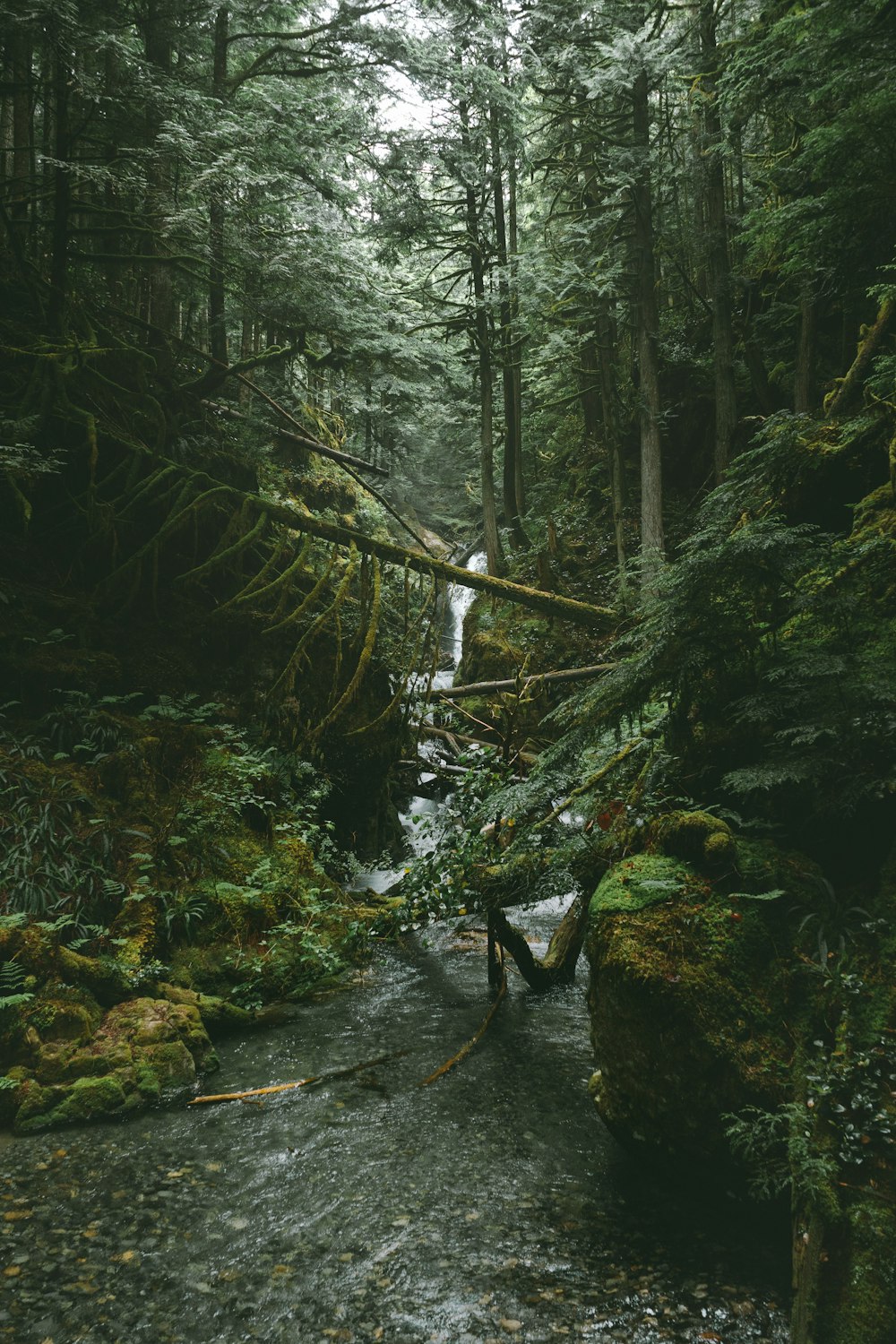 river surrounded by trees during daytime