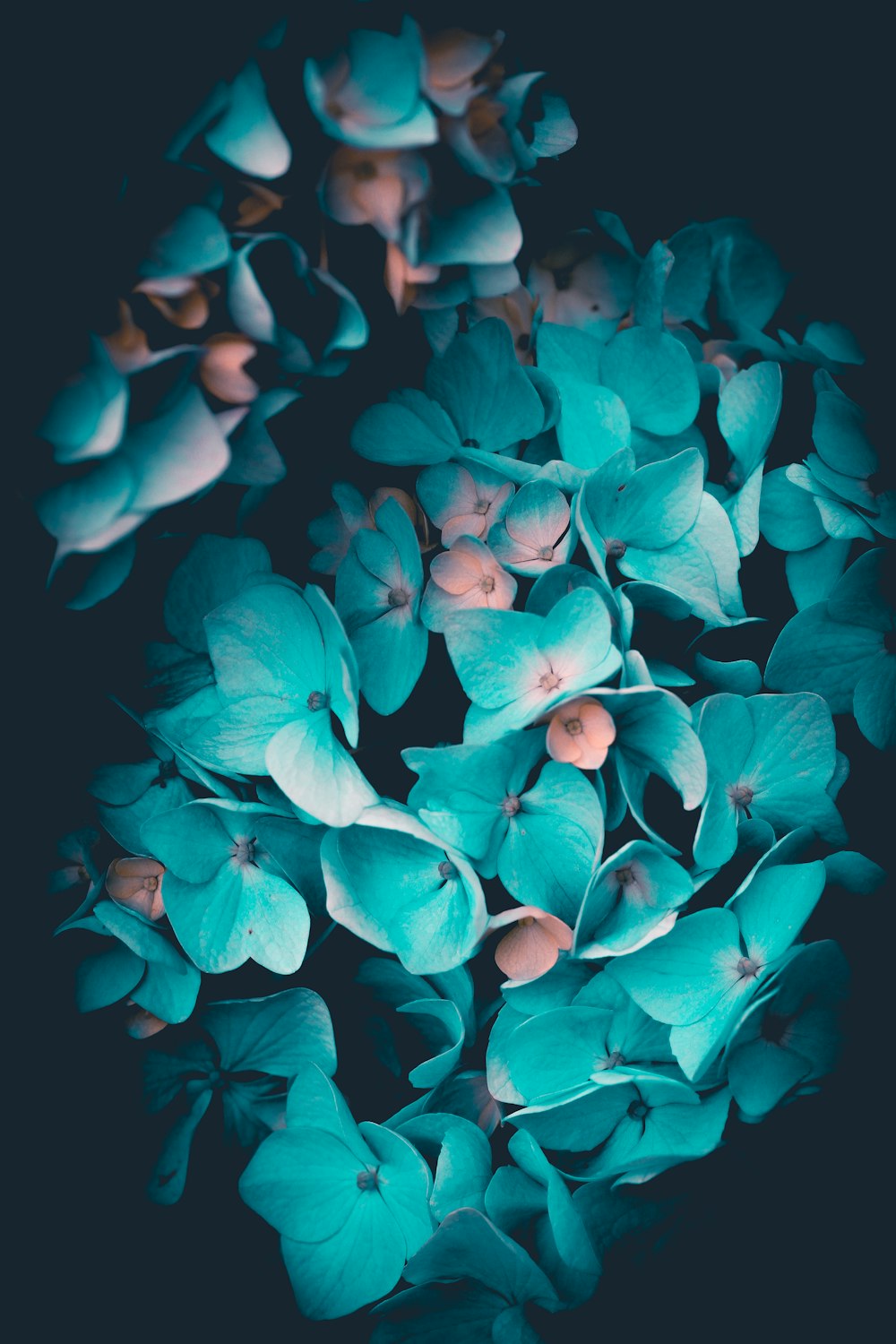 blue petaled flowers against black background