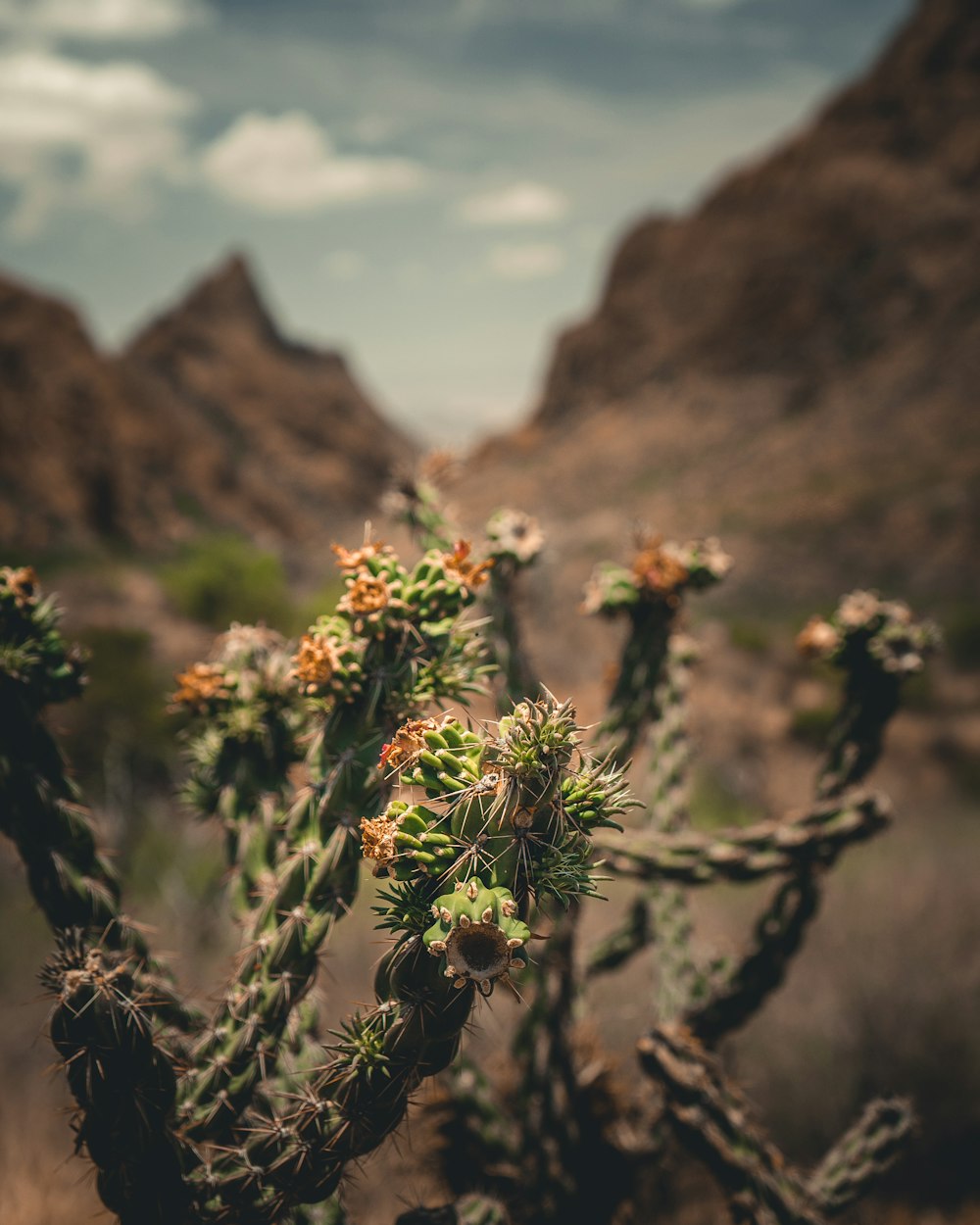 green cactus