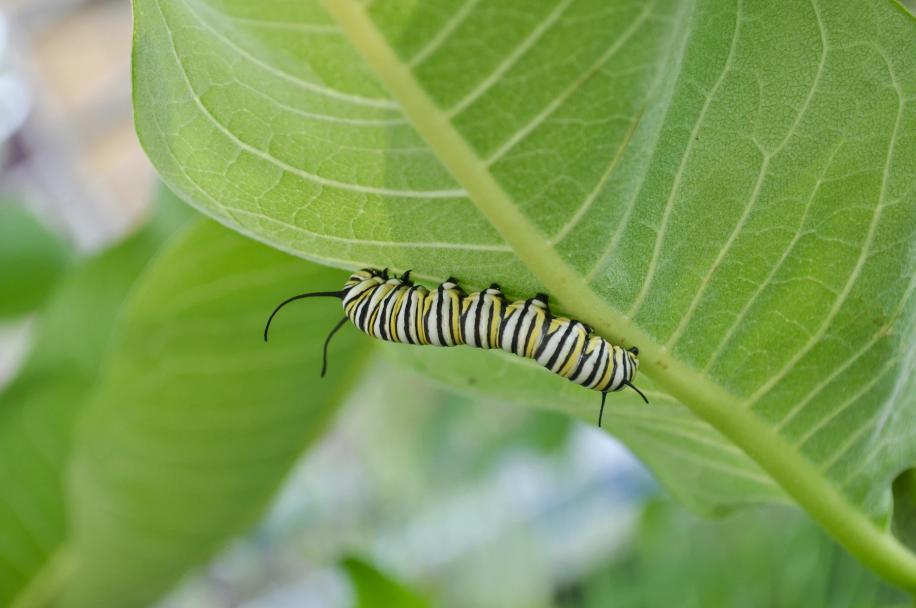 A monarch caterpillar striped in yellow, black and white clinging to the underside of a milkweed leaf